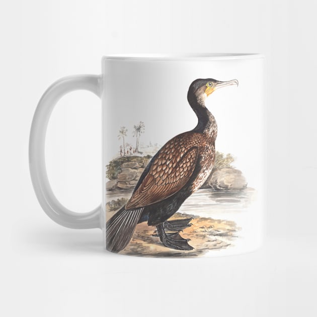 Great Cormorant by Elizabeth Gwillim by Amanda1775